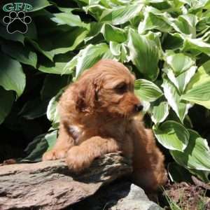 Ralph, Irish Doodle Puppy